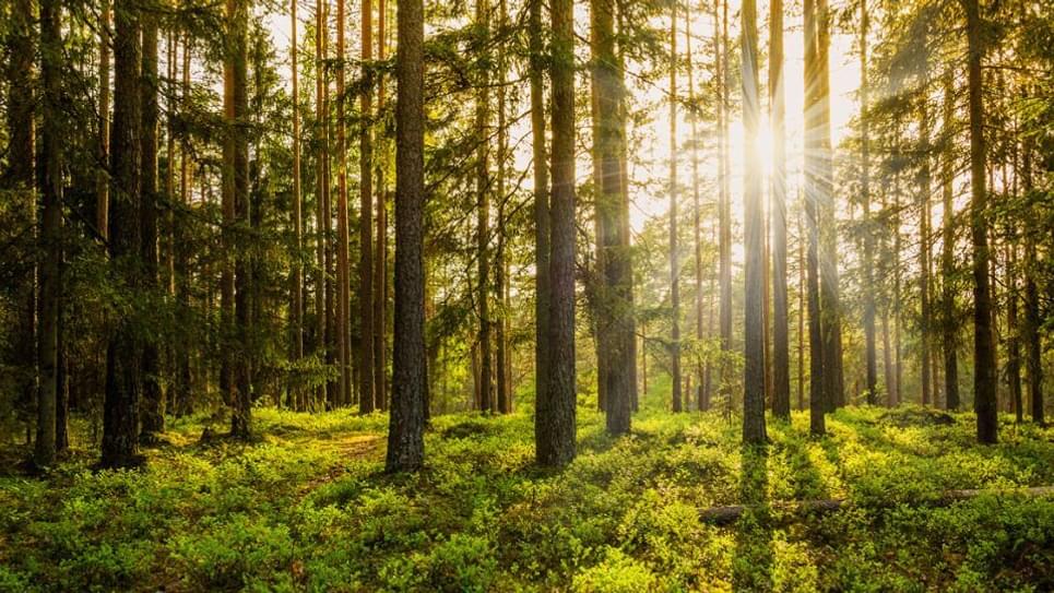Thetford Forest Forestry Commission 965x540