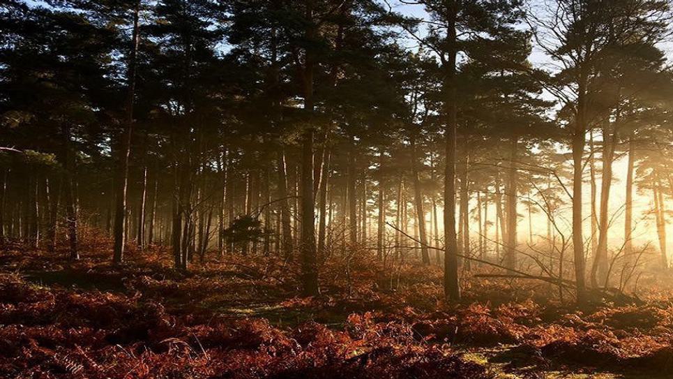 Thetford forest BLOG