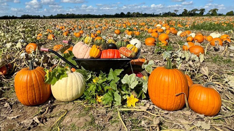 Undley Farm pumpkin Patch 965x540