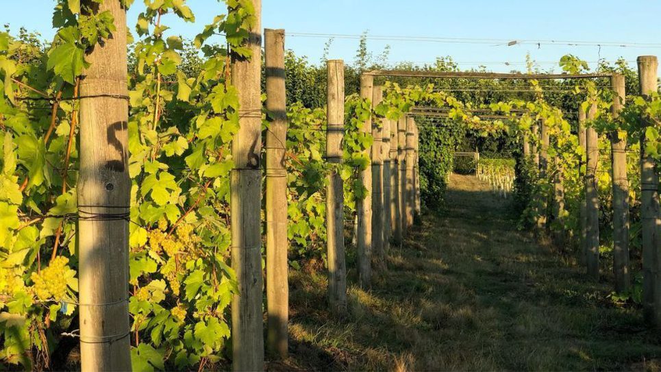 Wyken Vineyard the vines 965x540