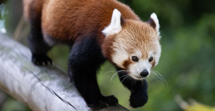 Banham Zoo 750x390 2