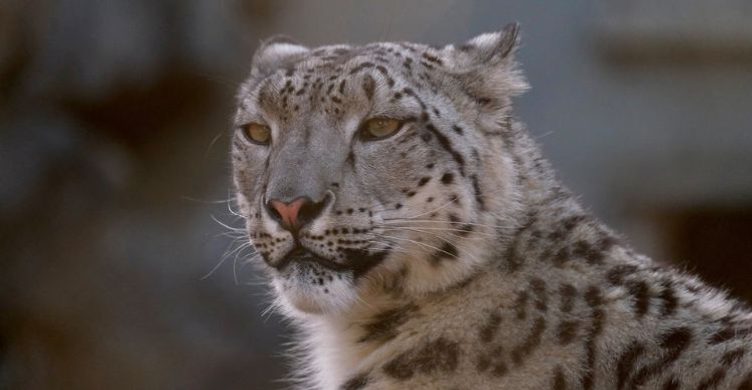 Banham Zoo 750x390 3