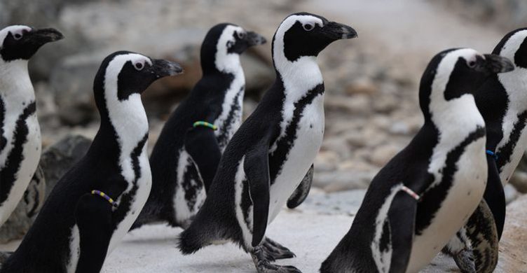 Banham Zoo 750x390 4