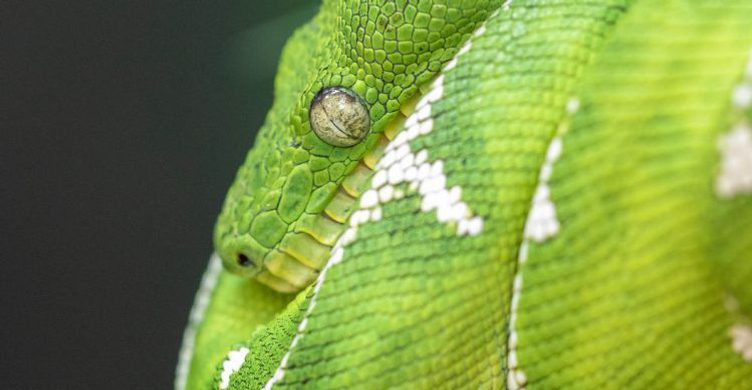 Banham Zoo 750x390 5