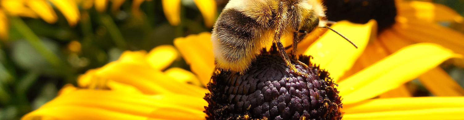 Bee on Black Eyed Susan