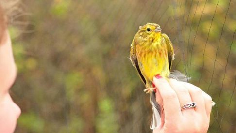 Bird Ringing at West Stow 750x390