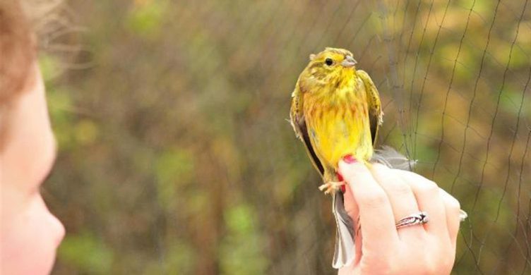 Bird Ringing at West Stow 750x390