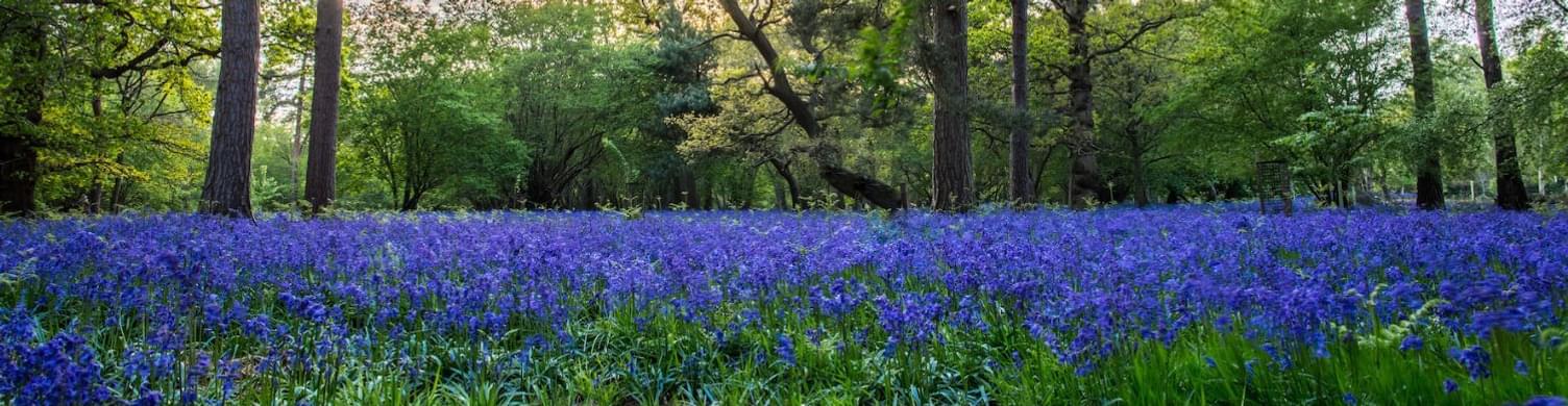 Bluebells Haughley Park 1500x390
