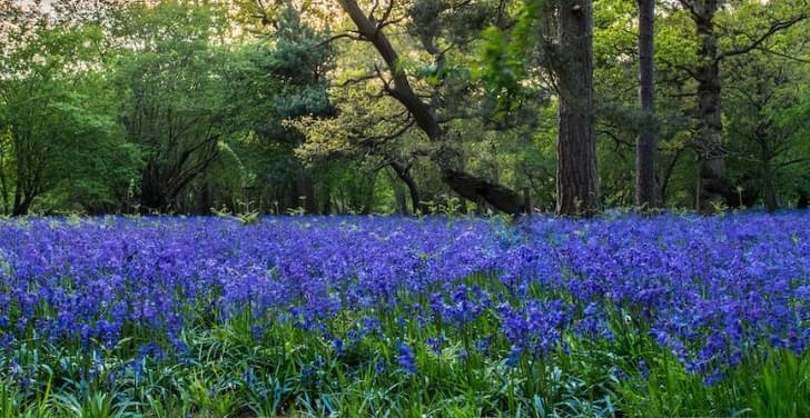 Bluebells Haughley Park 1500x390