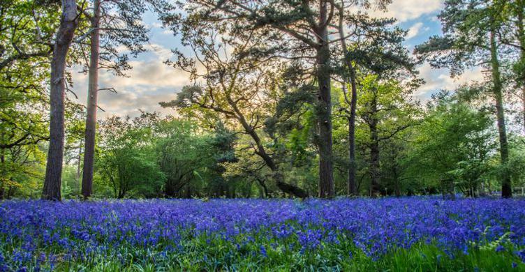 Bluebells Haughley Woods