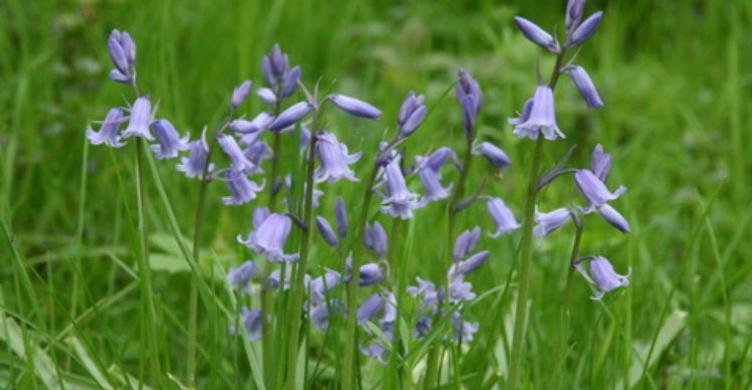 Bluebells at Bradfield Woods Nature Reserve Suffolk Wildlife Trust 750x390