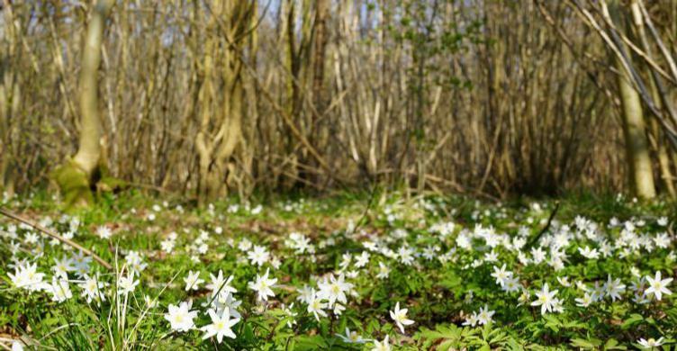 Bradfield Woods Steve Aylward 750x390 2