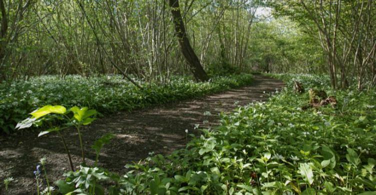 Bradfield Woods Steve Aylward 750x390