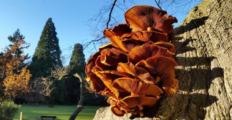 Brandon Country Park Funghi Trail 750x390