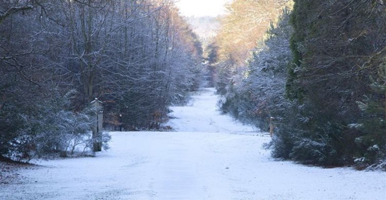 Brandon Country Parks Winter Tree Holiday Trail 750x390