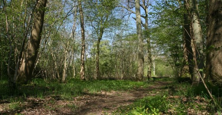 Bulls Wood 2 750x390