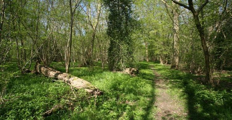 Bulls Wood 3 750x390