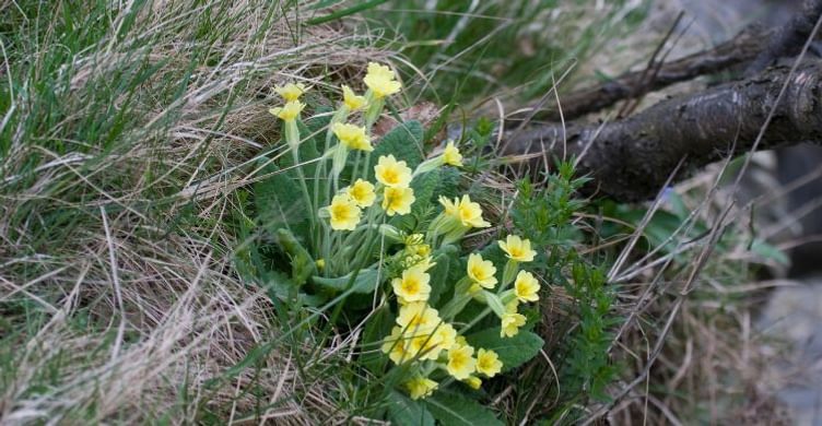 Bulls Wood Oxlip 1 750x390