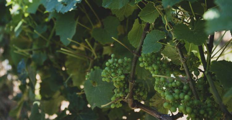 Burnt House Vineyard Tastings grapes 750x390