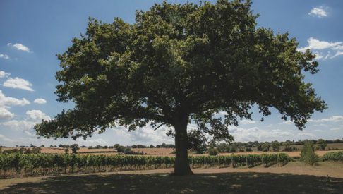 Burnt House Vineyard vineyard 750x390