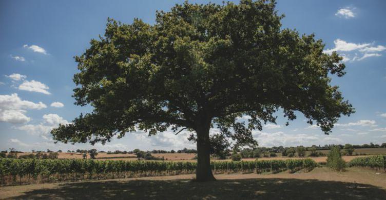 Burnt House Vineyard vineyard 750x390