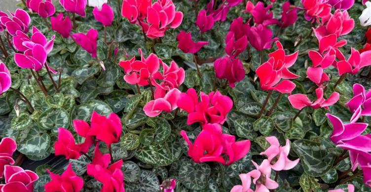 Bury St Edmunds Market Flowers 750x390