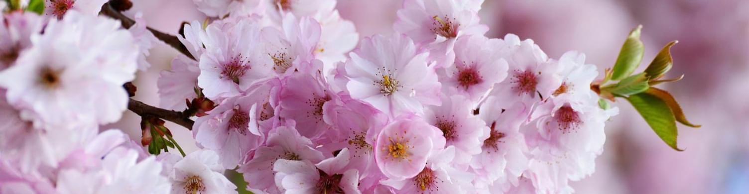 Cherry Blossom Pixaby 1500x390