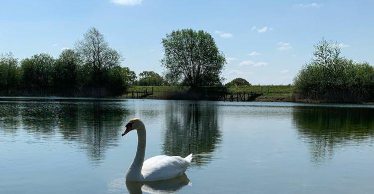 Church Farm BB swan on lake 750x390