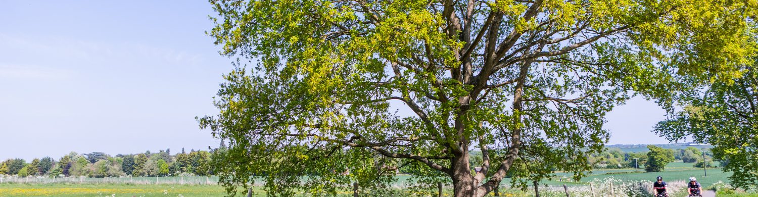 Family-Friendly Cycling Routes in Bury St Edmunds