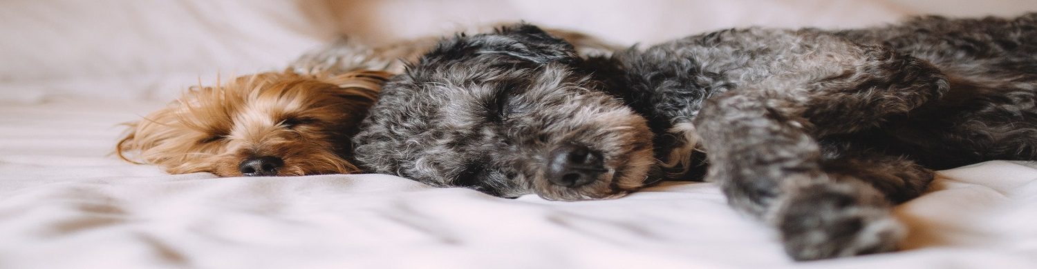 Dog Friendly Places to Stay