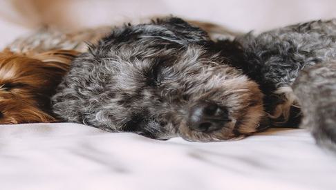 Dog Friendly 1500x390