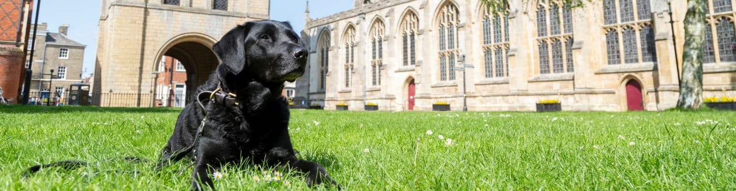 Town’s Dog Friendly Scheme Celebrates 5th Anniversary