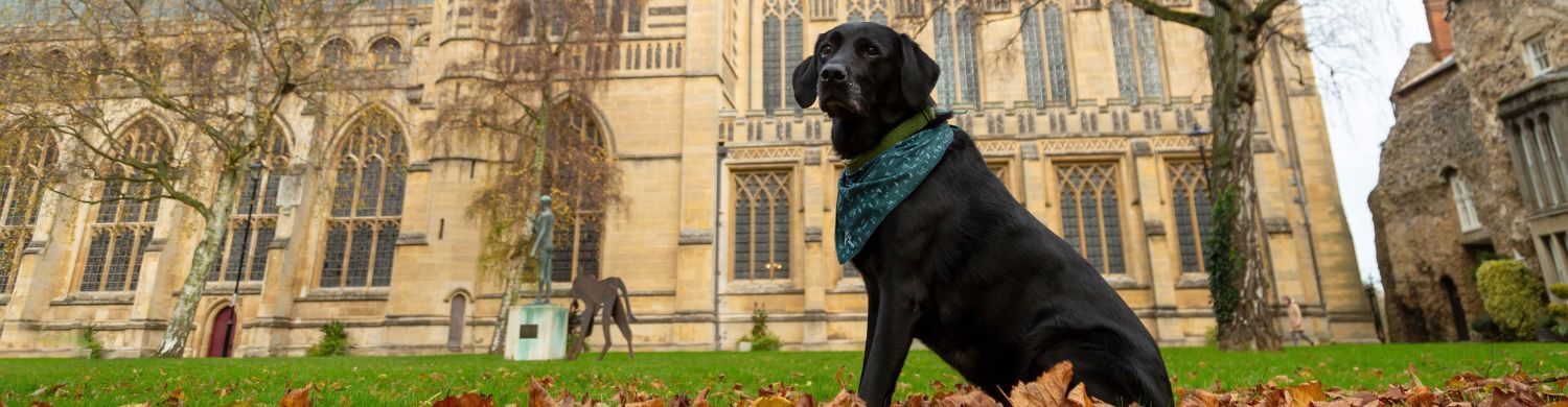 Bury St Edmunds Bids to Reclaim UK’s Most Dog Friendly Town Title