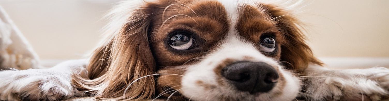 Dog Friendly hero generic 1500x390