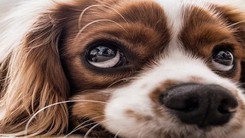 Dog Friendly hero generic 1500x390