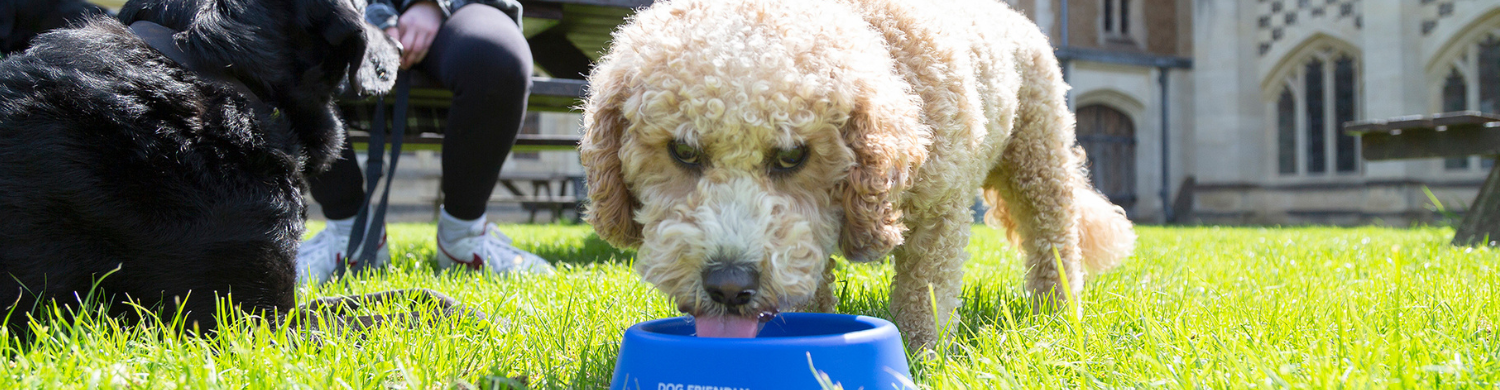 Top 10 Travel Tips for going away with your Pooch