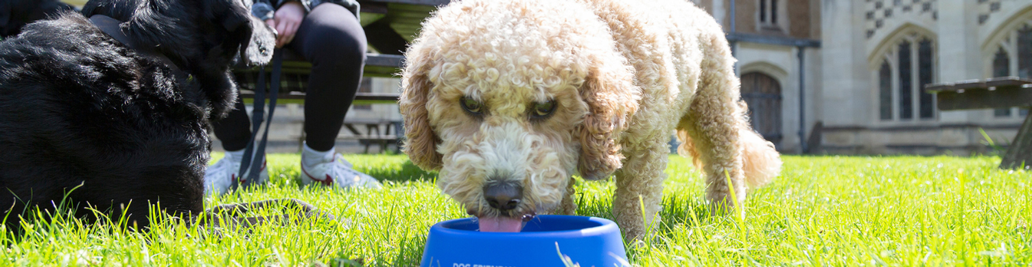 Dog drinking from bowl 1500 x 390