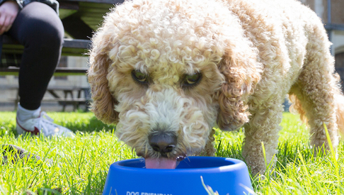 Dog drinking from bowl 1500 x 390