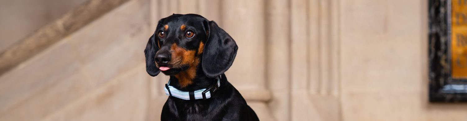 Dogs in Cathedral Calendar 2026 1500x390