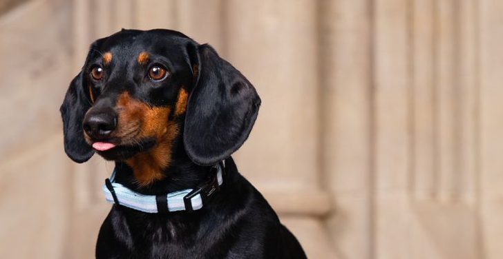 Dogs in Cathedral Calendar 2026 1500x390