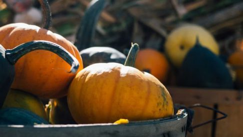 Euston Pumpkin Safari 750x390