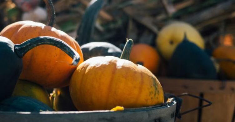 Euston Pumpkin Safari 750x390