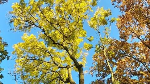 Forests blog hero 1500x390
