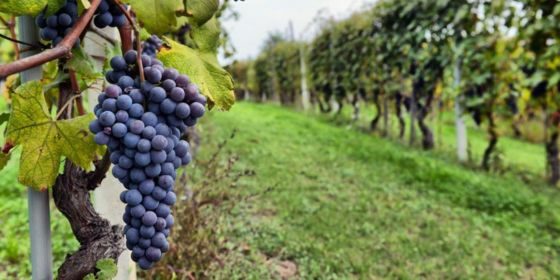 Giffords Hall 560x280