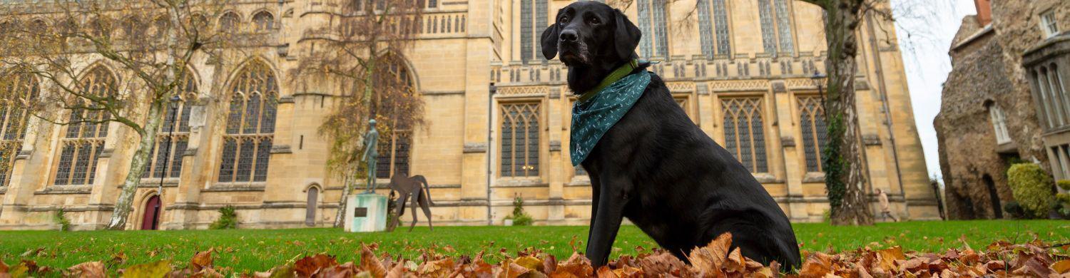 Bury St Edmunds Crowned the UK’s Most Dog Friendly Town