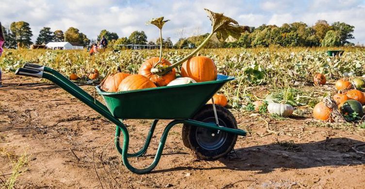 Mrs Gs Pumpkin Patch 750x390