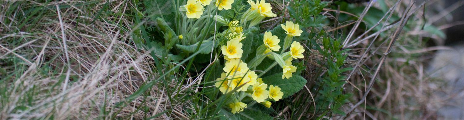 Discover Suffolk's County Flower - the Oxlip
