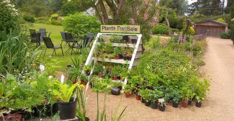 Plants for Sale Fullers Mill Garden 750x390