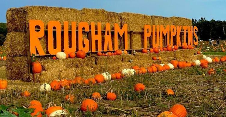 Rougham Estate Blackthorpe Barn Pumpkins 750x390