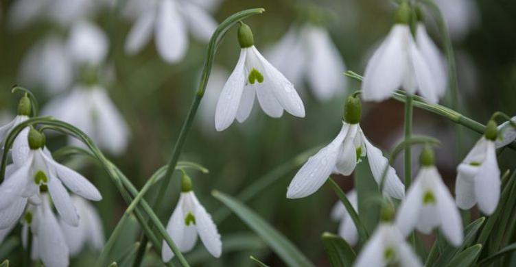 Snowdrop Days Fullers Mill Garden 750x390